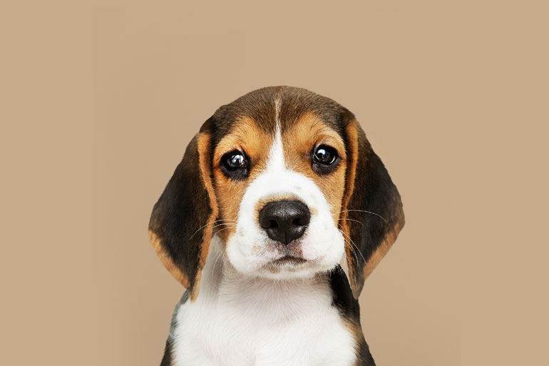 Dog For Sale (Sample Ad)