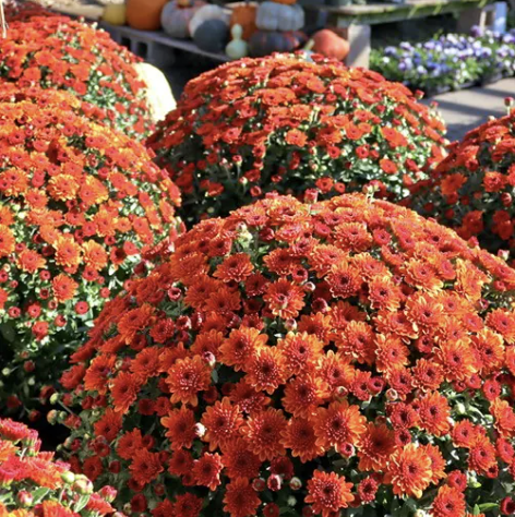 Live Love and Laugh Belleville