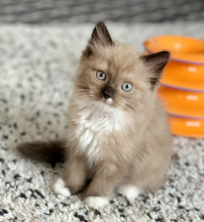 Big Bay Animal Hospital