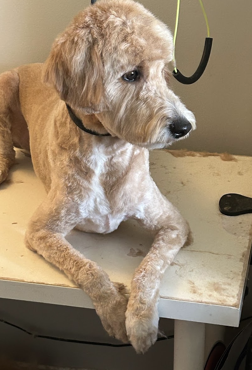 Best Value Dog Grooming Barrie