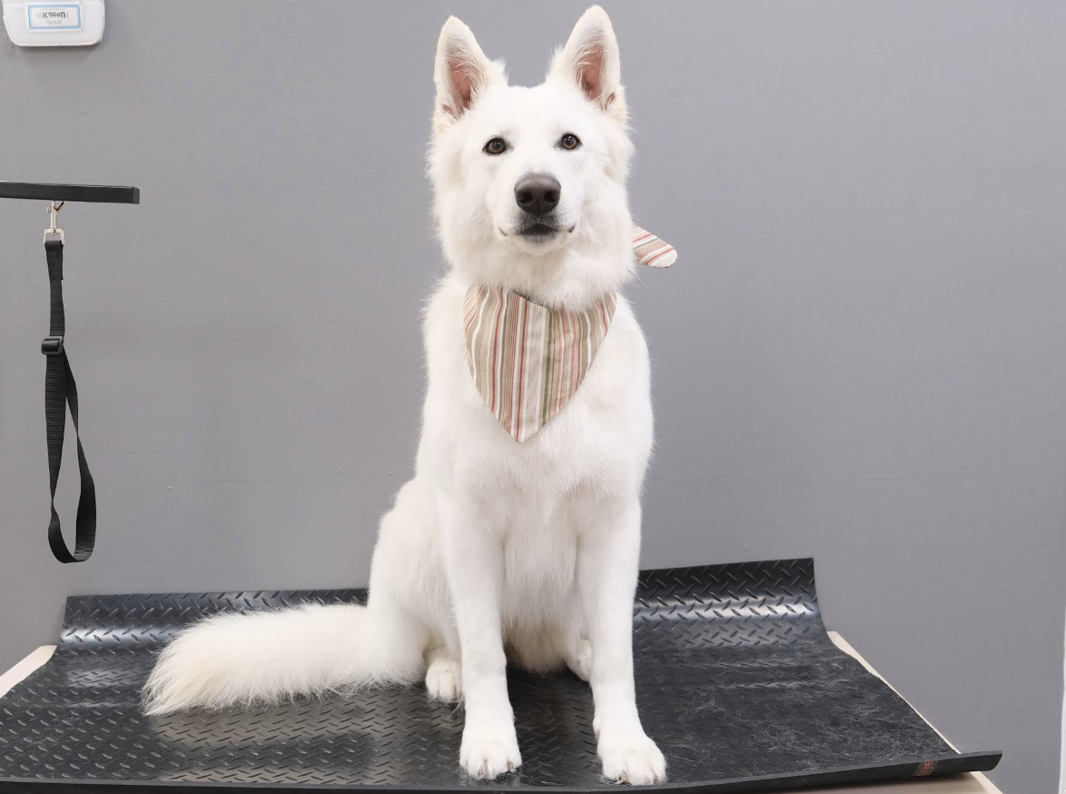 Client-Tail Pet Grooming Spa Barrie
