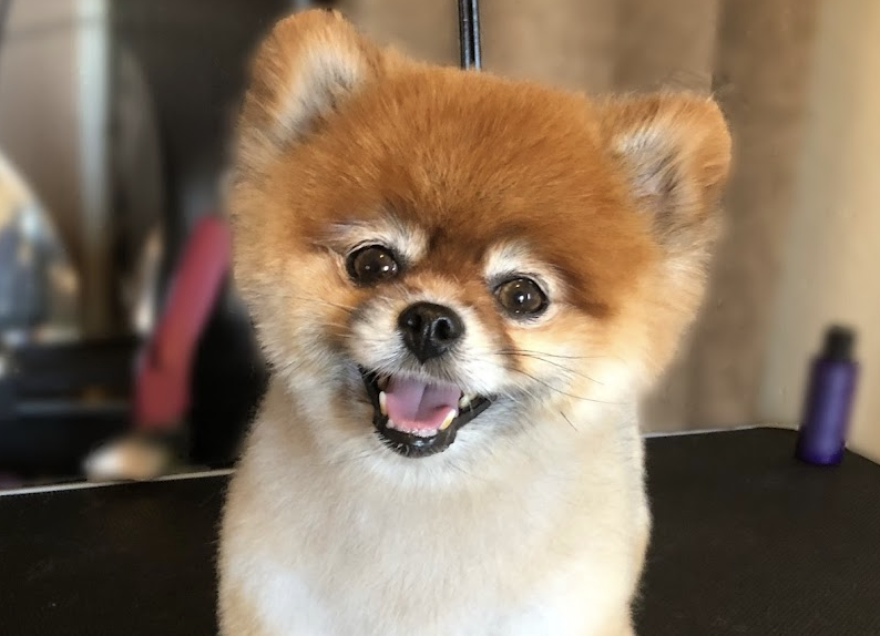 PawLished Pets Spa & Clubhouse Barrie