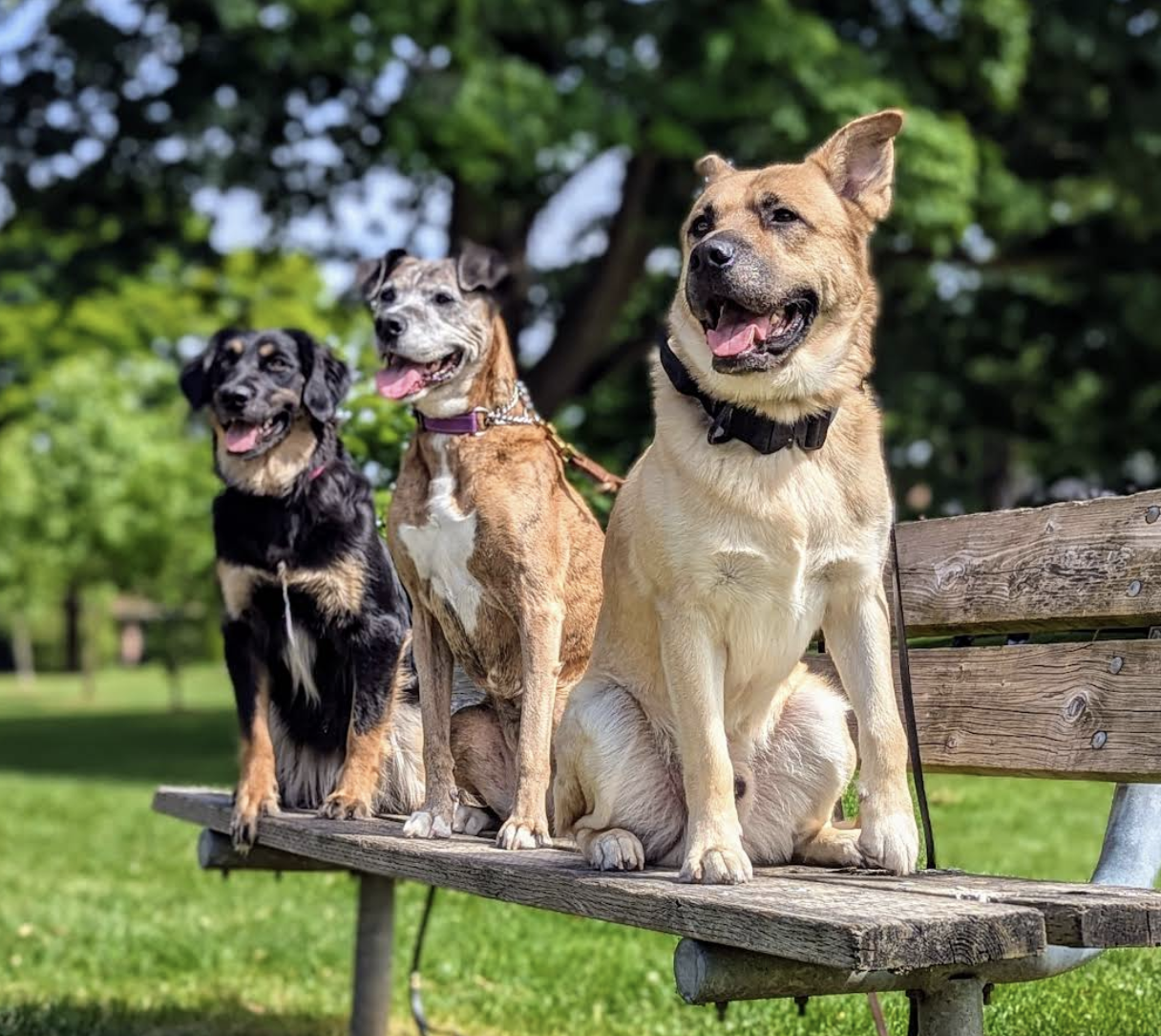 Real Life Canines Barrie