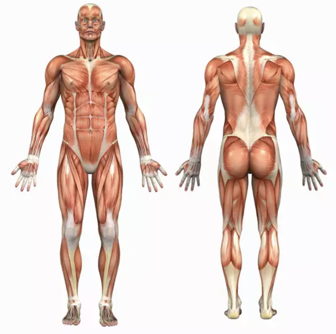 Concept Of Movement Barrie