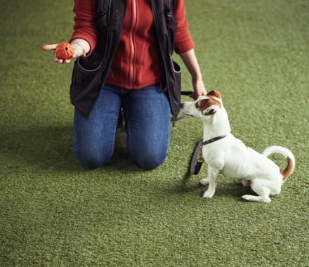 Animal Hospital on Bell Farm Road Barrie