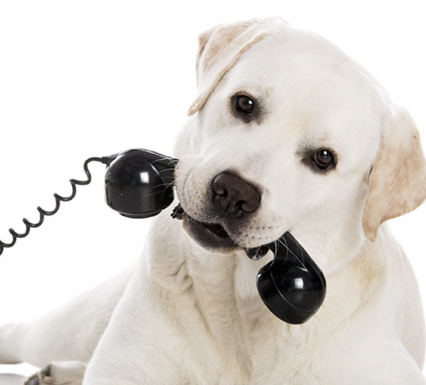 South Barrie Animal Hospital Barrie