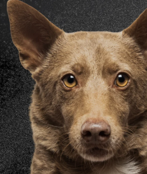 Allandale Veterinary Hospital Barrie