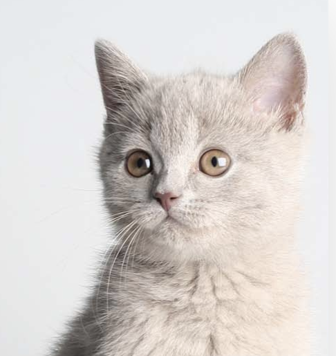 Aldergrove Animal Clinic Barrie