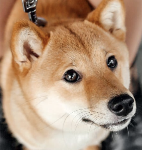 Mapleview Animal Clinic Barrie