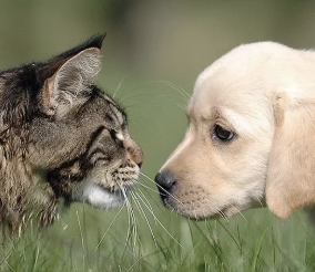 Holly Animal Hospital Barrie