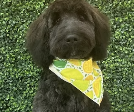 The Dog Salon Barrie