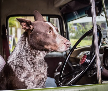Pawfection Grooming Boutique Barrie