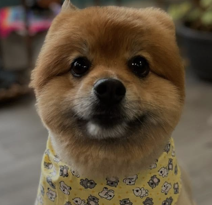 Petite Etoile Grooming Barrie