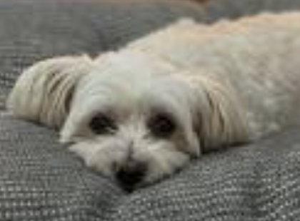 TJ’s Tails 2 Toes Grooming Barrie