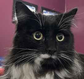 Haunted Hounds Grooming Salon BArrie