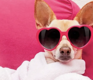 Barkaritaville Doggie Daycare Barrie