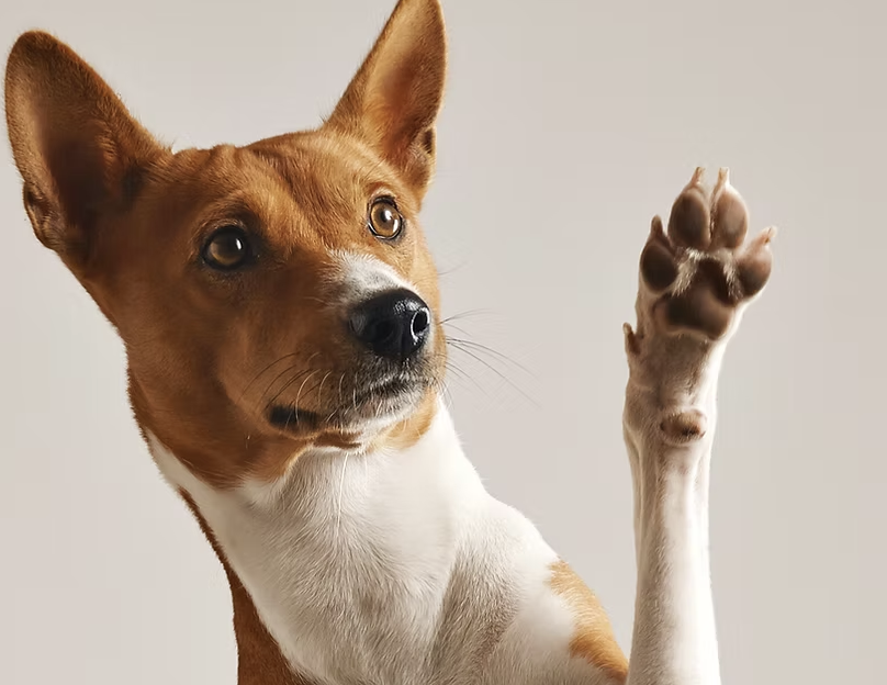 The Hound Lounge Barrie