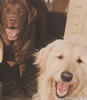 TopDog Club K9 Barrie