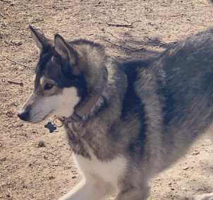 Sweethearts Tails Barrie