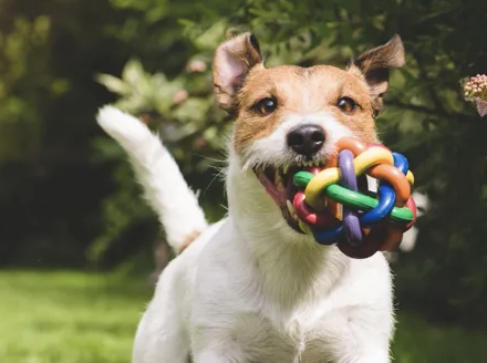 Toto’s K9 Care and Training Services Barrie