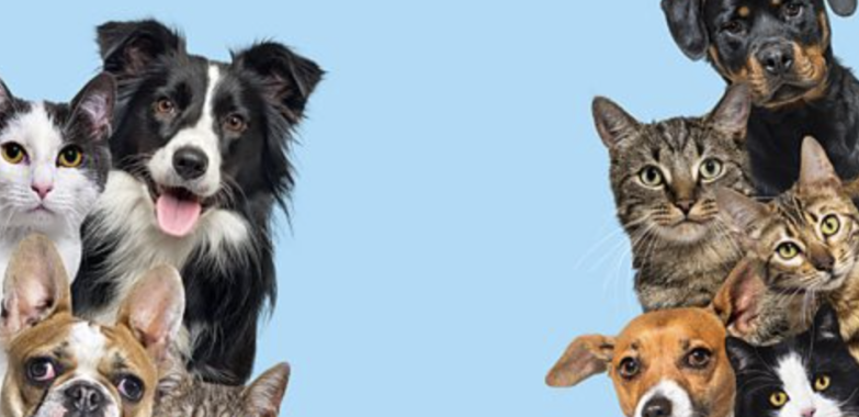 Top 10 Pets & Animals in Barrie
